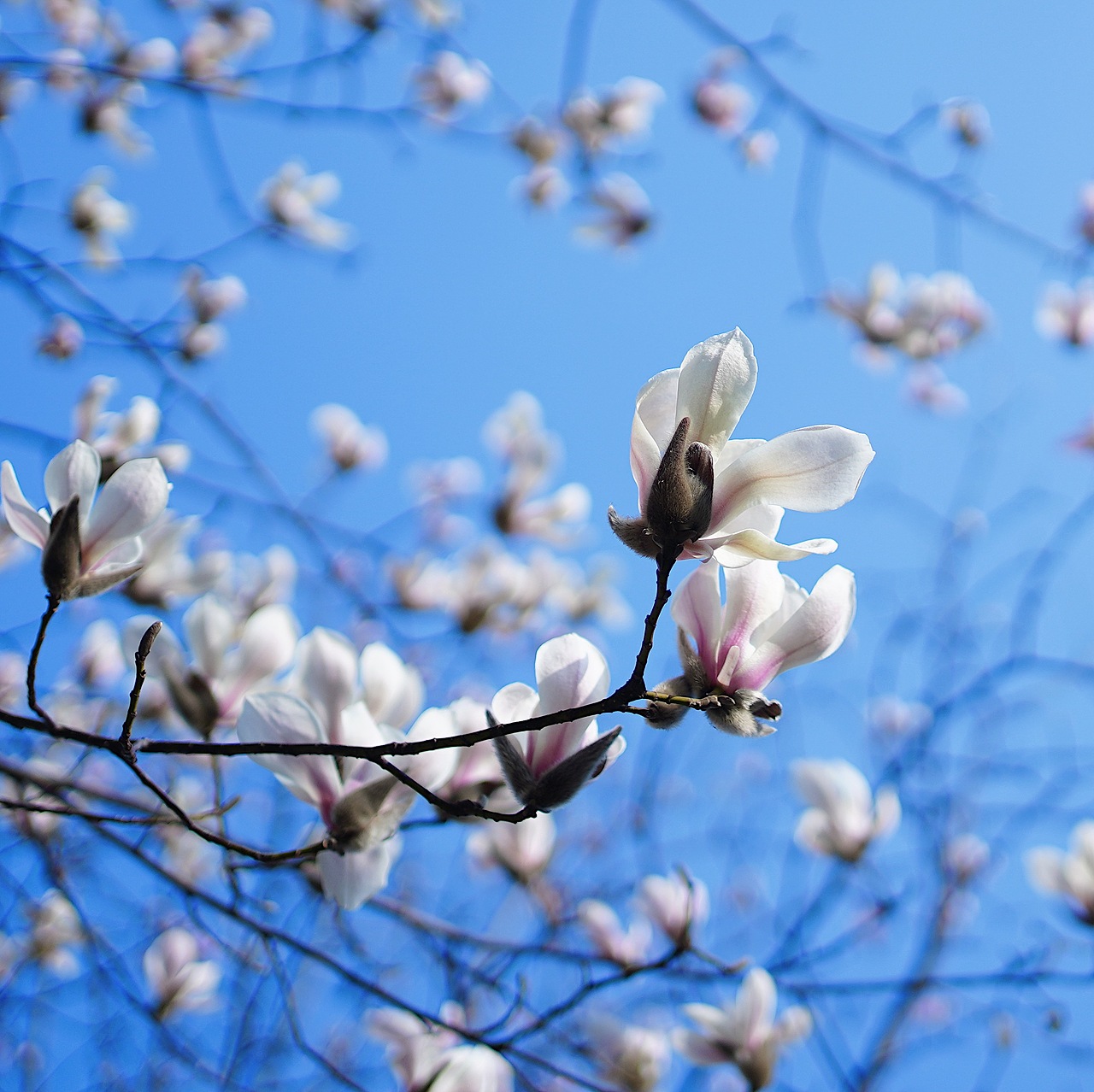 【记录年夜饭】炸春卷·年糕锦鲤·避风塘龙虾·发红包啦（图ZMjQzNzgzNzU2） - 短片 - 站酷设计师原来是惊蛰啊原创素材 - 站酷ZCOOL