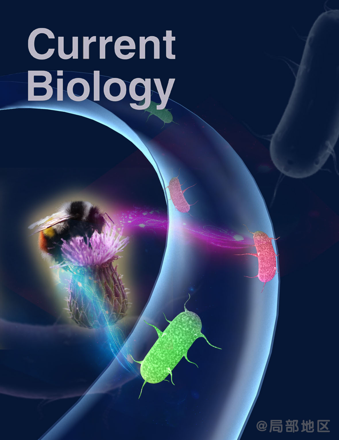《current biology》杂志封面
