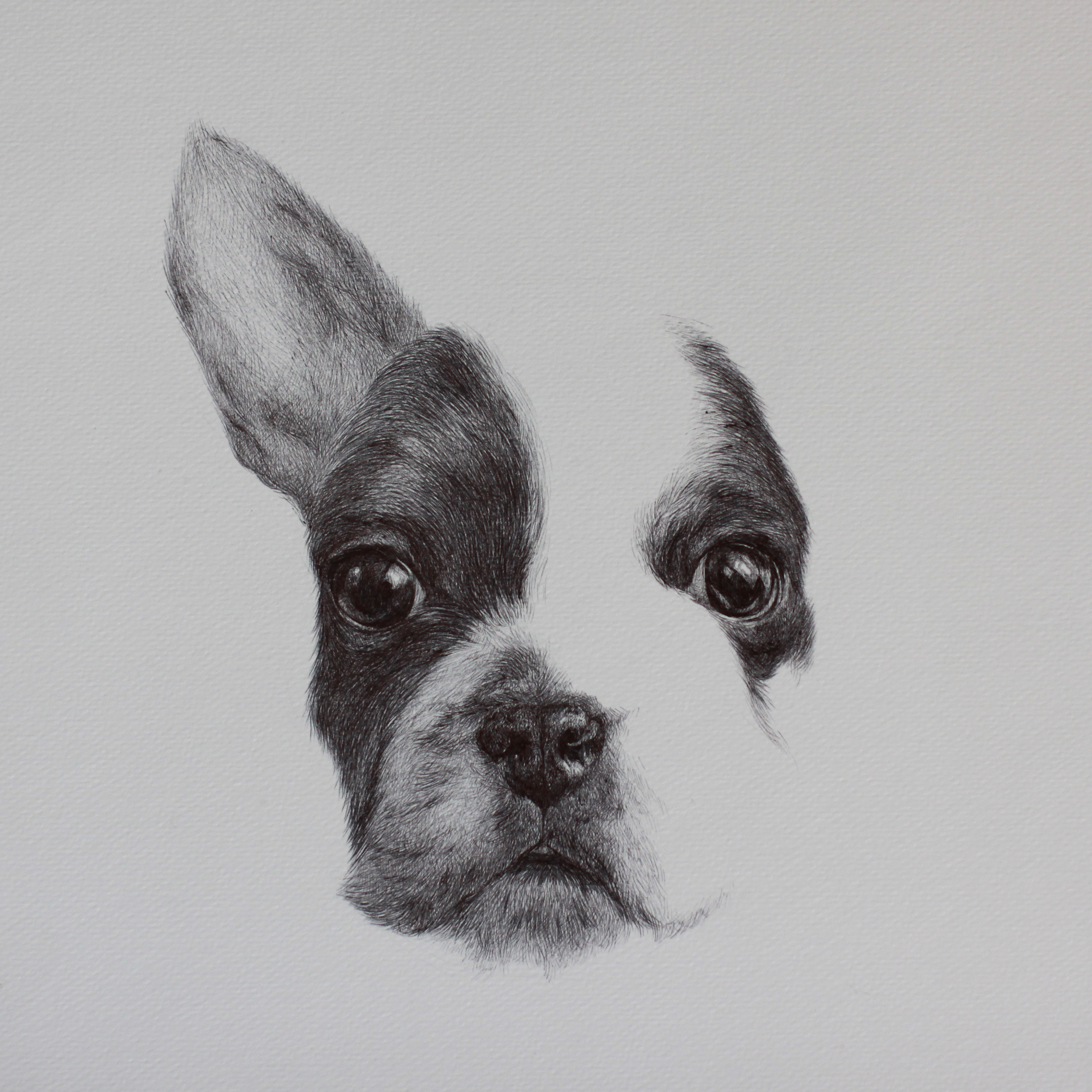 一组狗系列的圆珠笔画