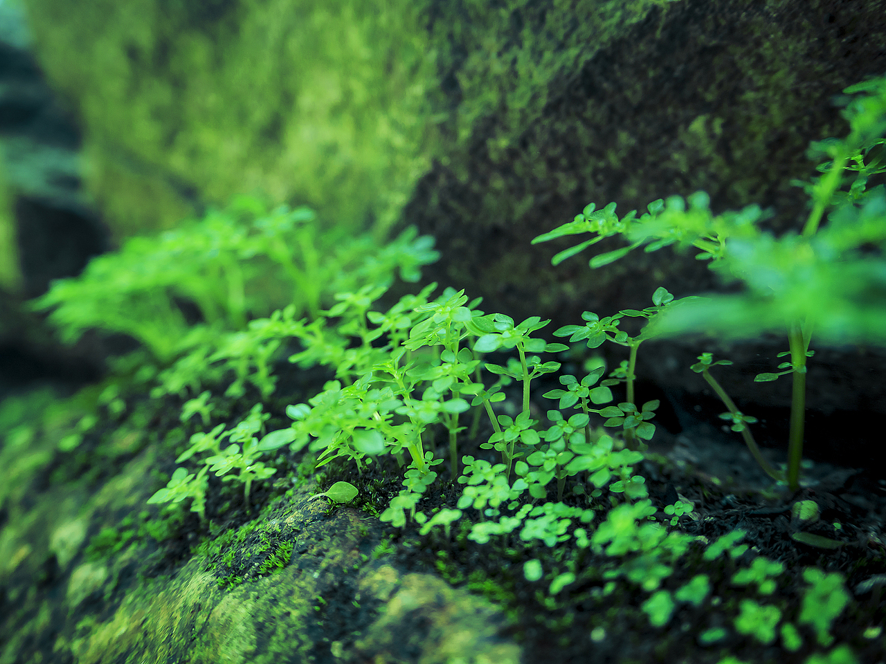 微森林——摄影作品分享