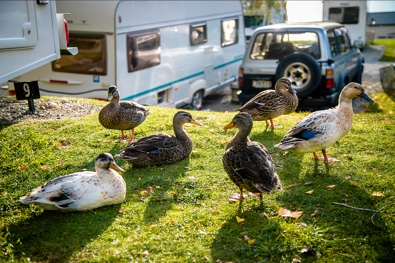 湖边成群的野鸭自得其乐。