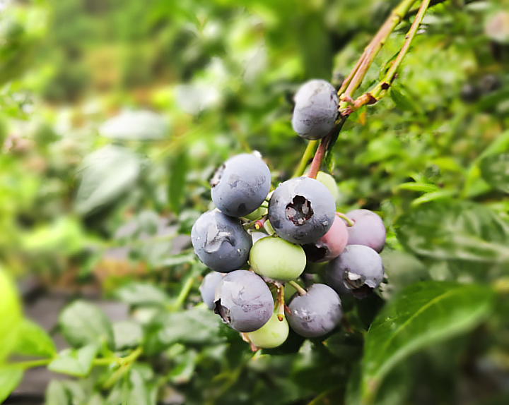 希尔德蓝莓农场（图ZMTY0MjgwMzEy） - 产品摄影 - 站酷设计师Taurus_Li原创素材 - 站酷ZCOOL