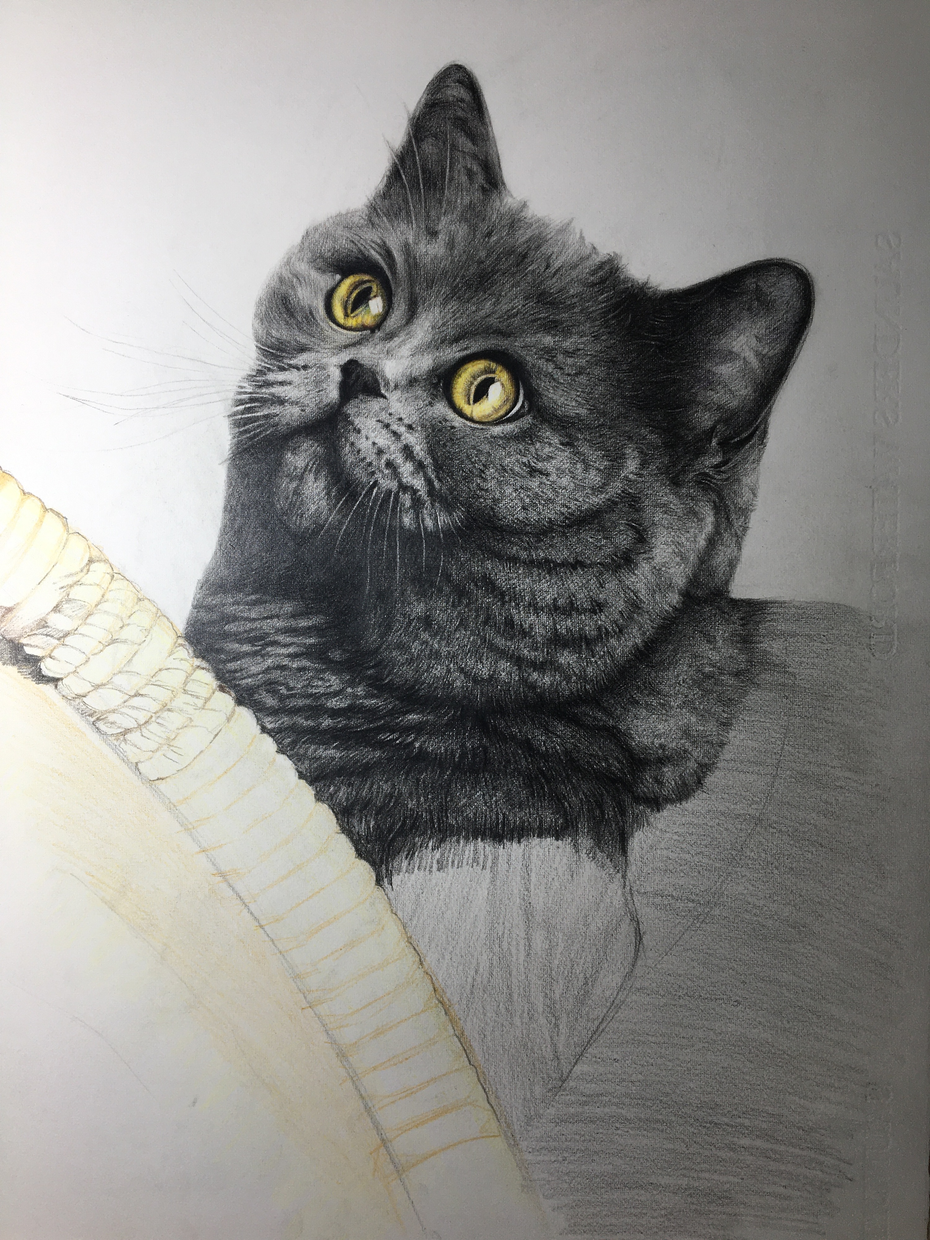 彩铅画萌宠-英短猫