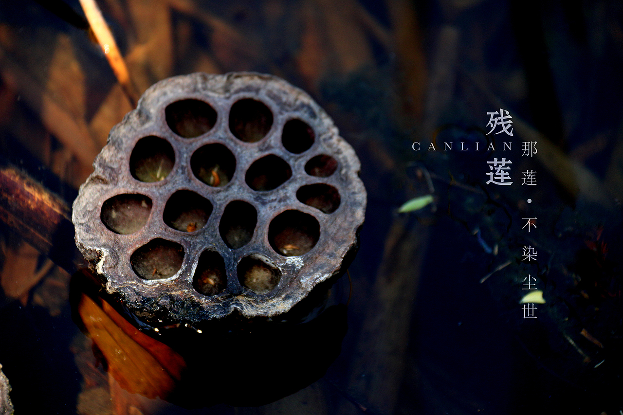 残莲-那莲（图ZNzU2Mzk5NDA=） - 产品摄影 - 站酷设计师马鹏原创素材 - 站酷ZCOOL