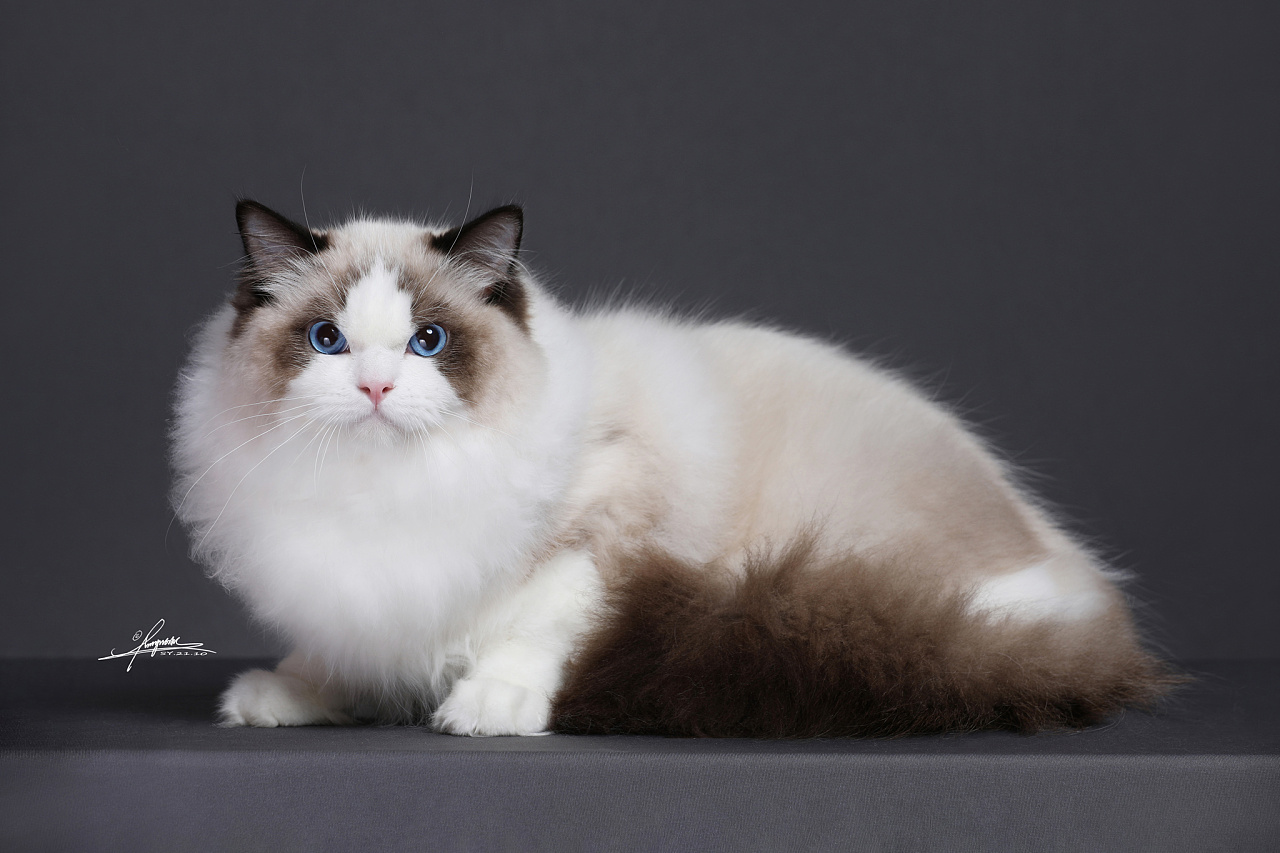 布偶猫-amyworks探须视觉|摄影|宠物摄影|amyworks赛猫摄影 - 原创