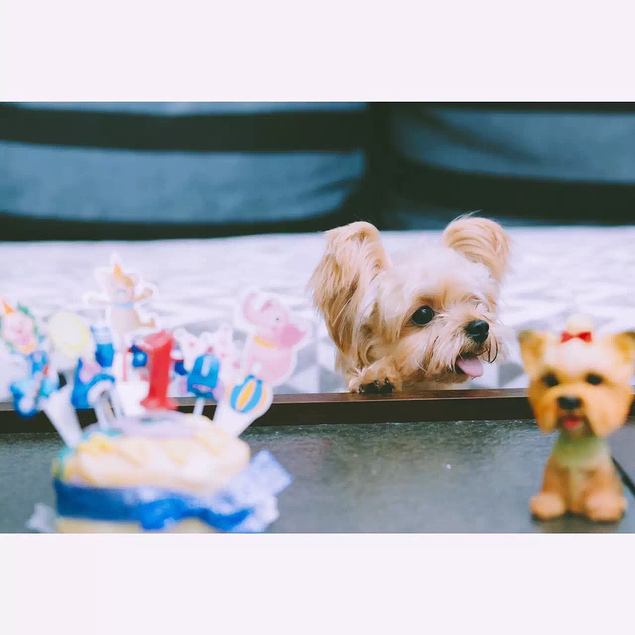 宝贝一岁庆生（图ZNTkzNzU5MTI=） - 宠物摄影 - 站酷设计师挂糖原创素材 - 站酷ZCOOL