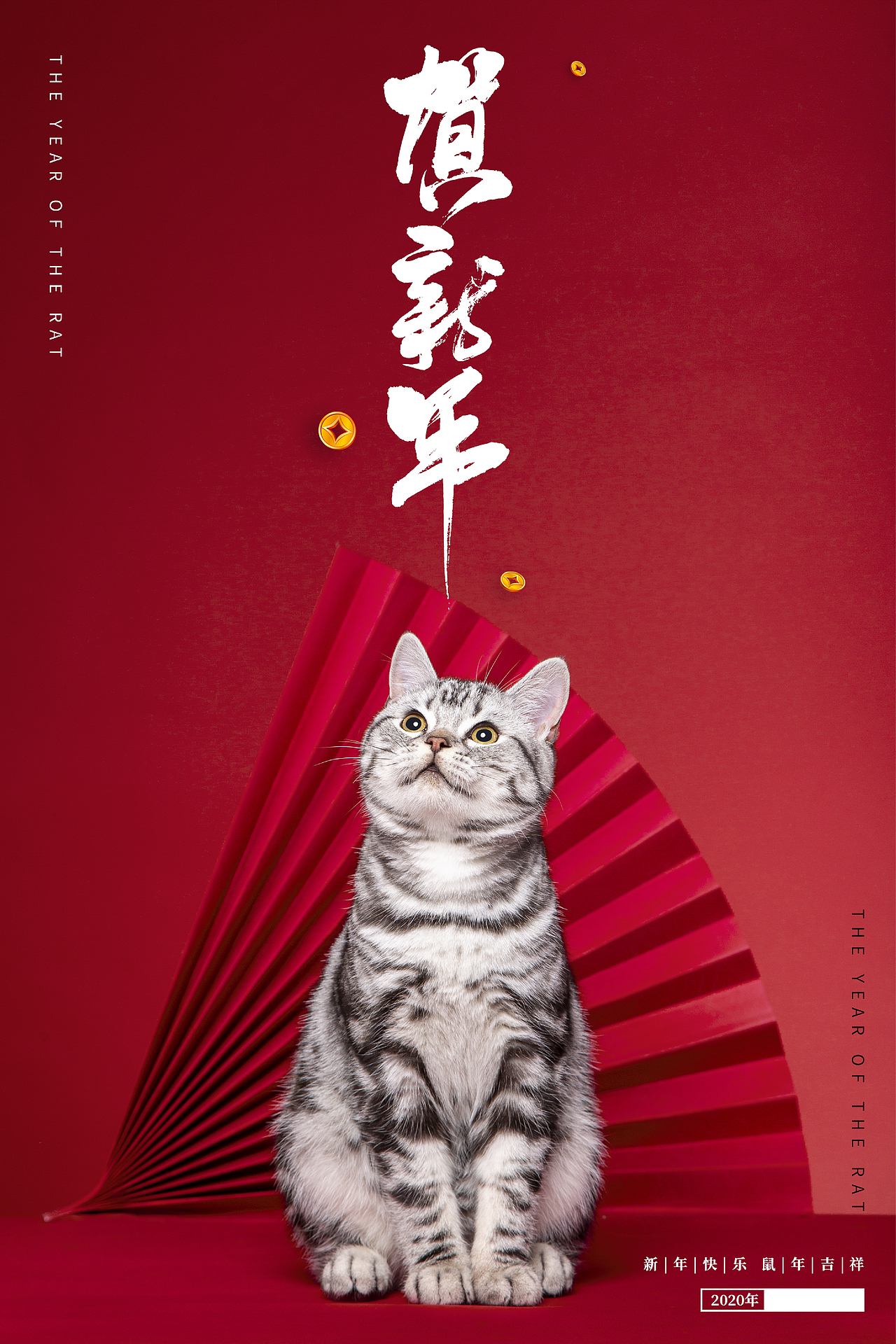 宠物摄影-美短淘淘（图ZMjkyOTk3MzE2） - 宠物摄影 - 站酷设计师watson轩轩原创素材 - 站酷ZCOOL