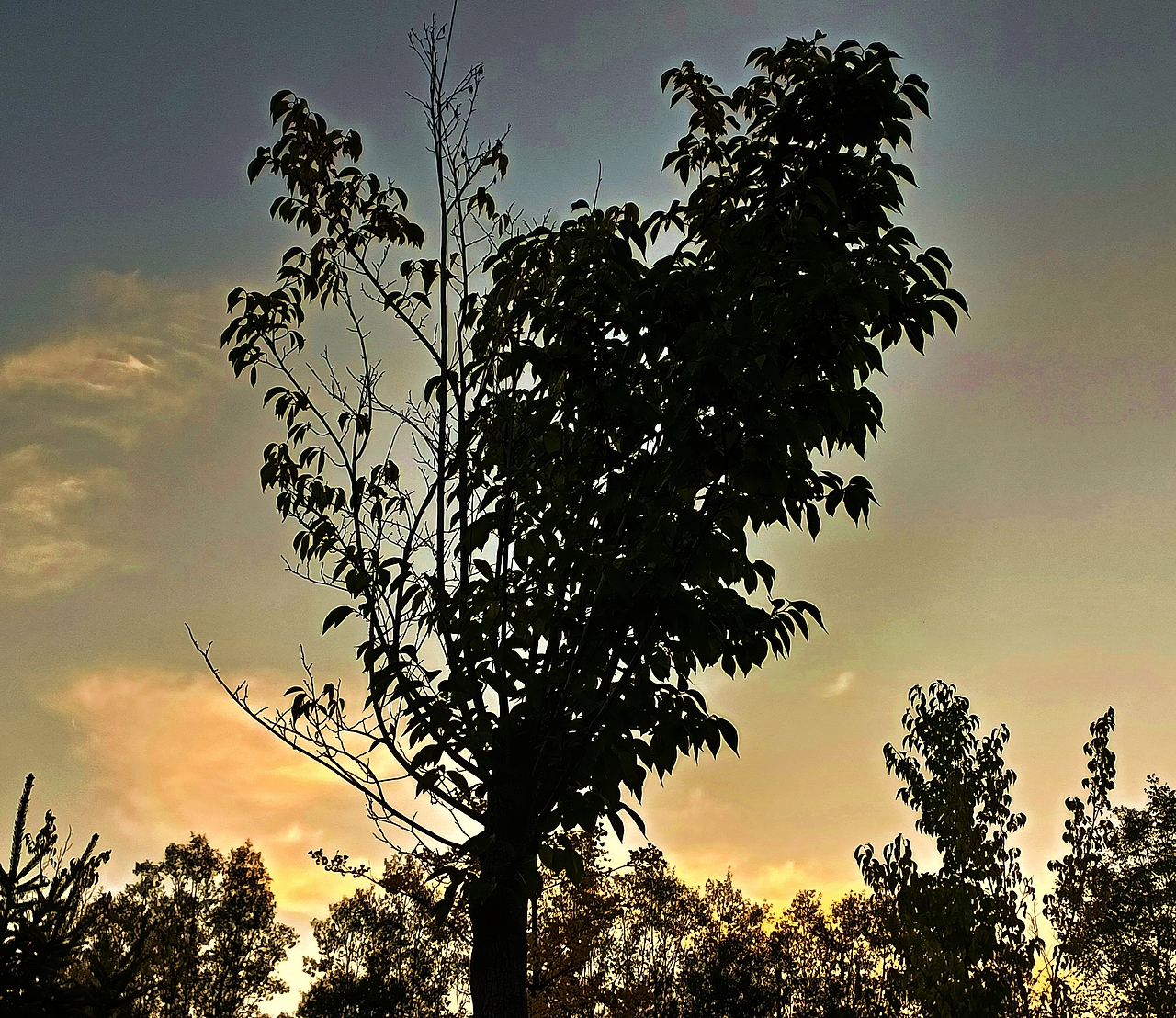 连树都是爱我的形状耶