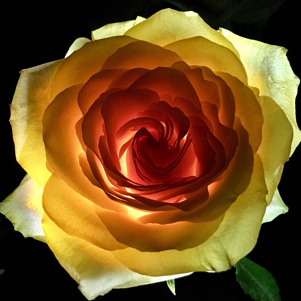 手机花卉摄影作品（图ZNzg0MjQ4MjA=） - 产品摄影 - 站酷设计师杭州黄一能原创素材 - 站酷ZCOOL