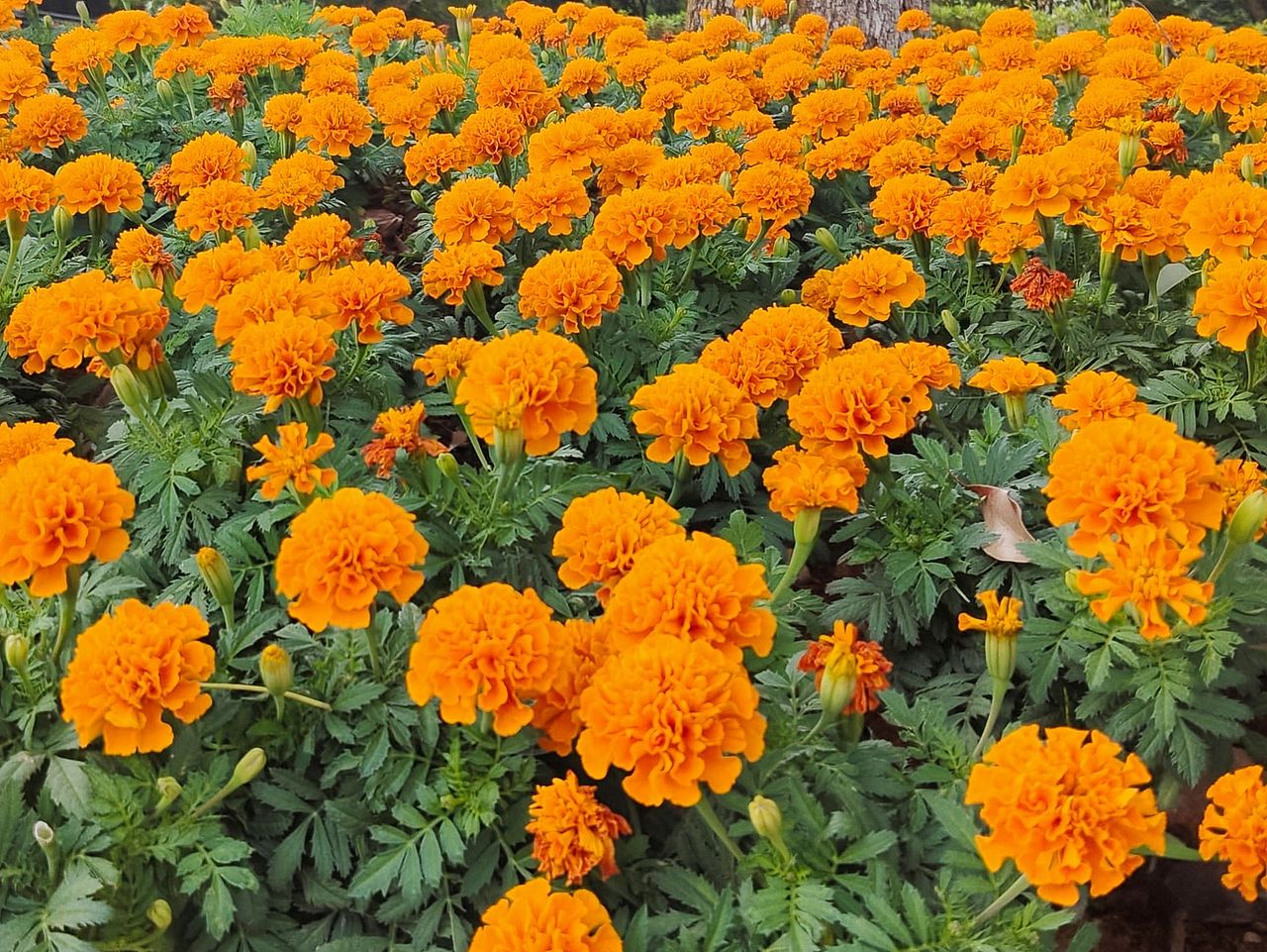 落花无言,人淡如菊。