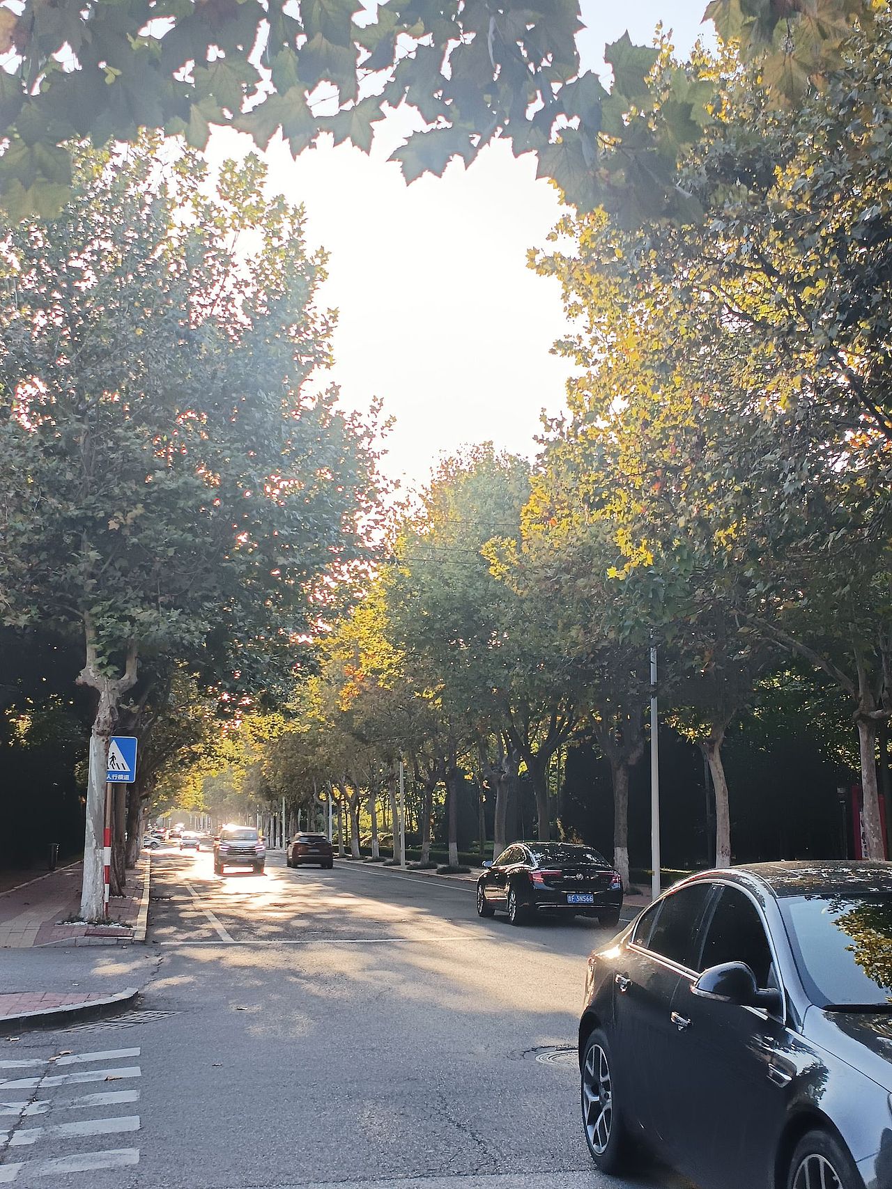 #唤醒相册 镜头里的多巴胺 《树》