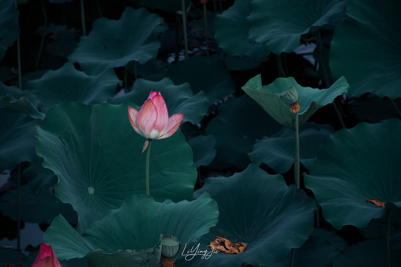 水出芙蓉（图ZMjEzNTkzMTY4） - 产品摄影 - 站酷设计师与海为邻原创素材 - 站酷ZCOOL
