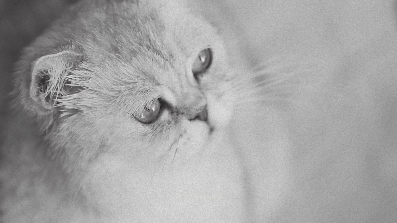 他和她的猫(自编自导)