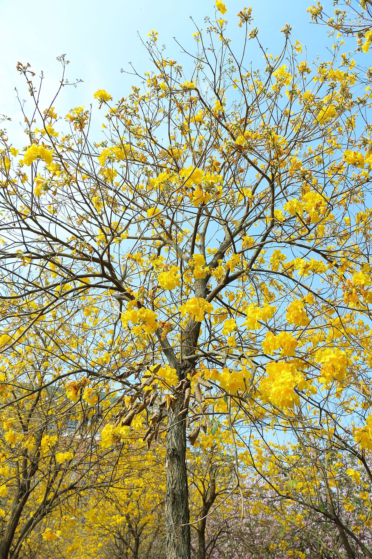 阳春三月在人海中赏花