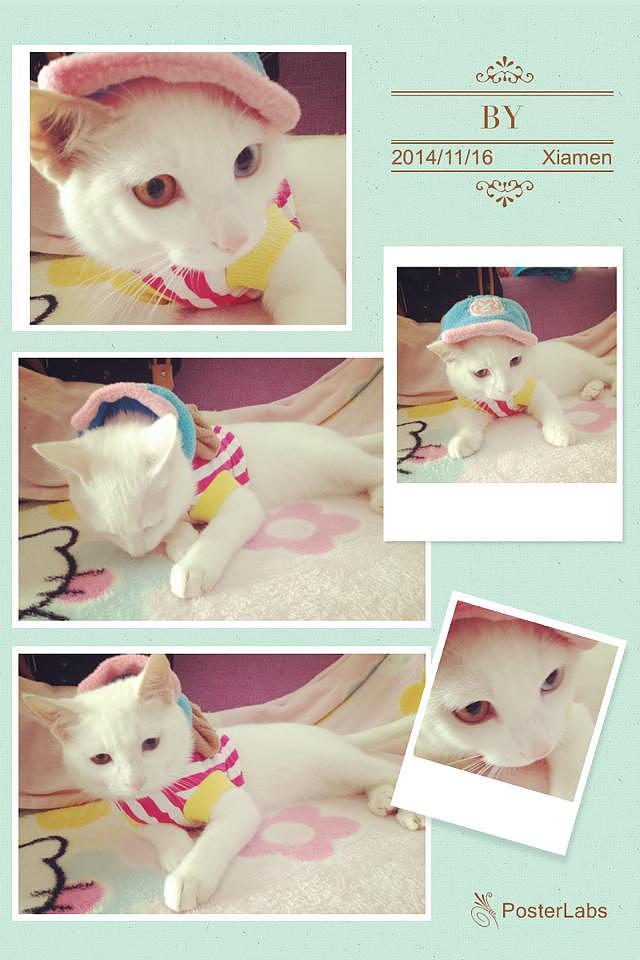 by（图ZMjIzODYxMzI=） - 宠物摄影 - 站酷设计师argenn原创素材 - 站酷ZCOOL