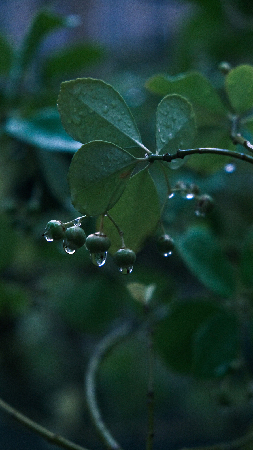 秋天- 秋雨一组氛围照