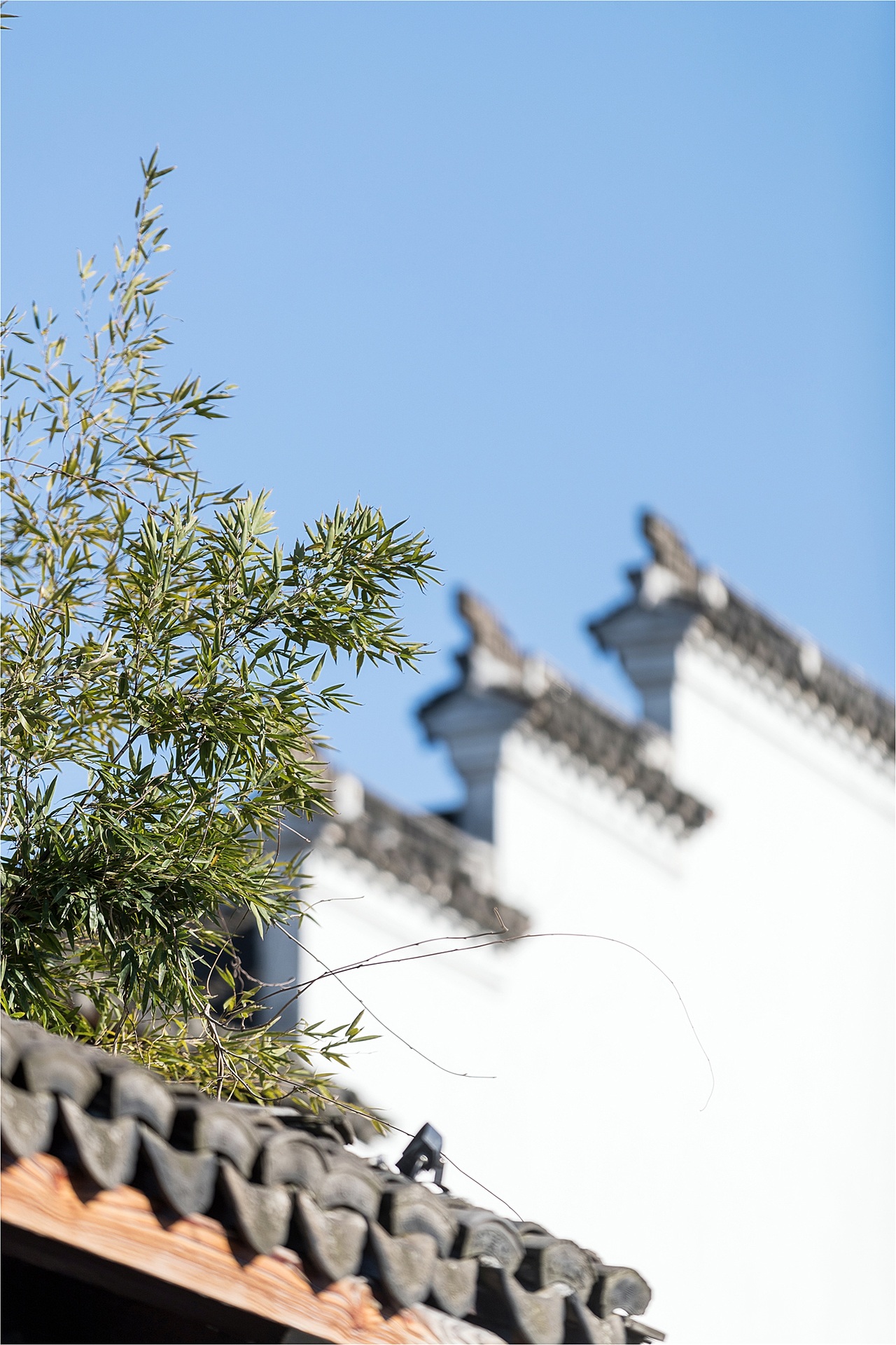 2020周庄古镇春色