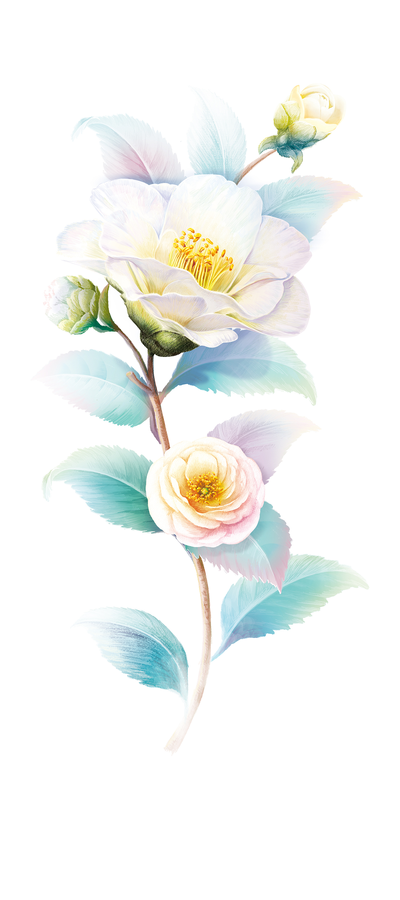 手绘山茶花