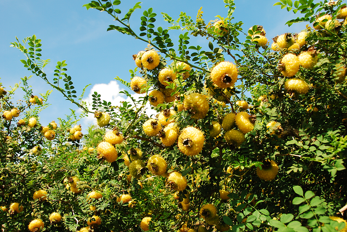 刺梨为什么又酸又涩中国刺梨谷