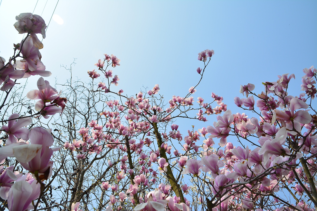 青岛 樱花（图ZNzY3NjE4NzY=） - 风光摄影 - 站酷设计师臧无极原创素材 - 站酷ZCOOL