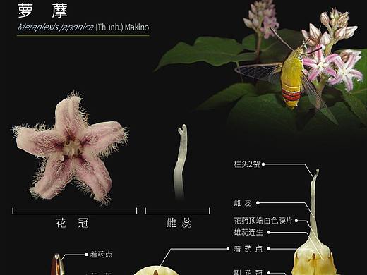 萝藦 Metaplexis japonica,合蕊柱
