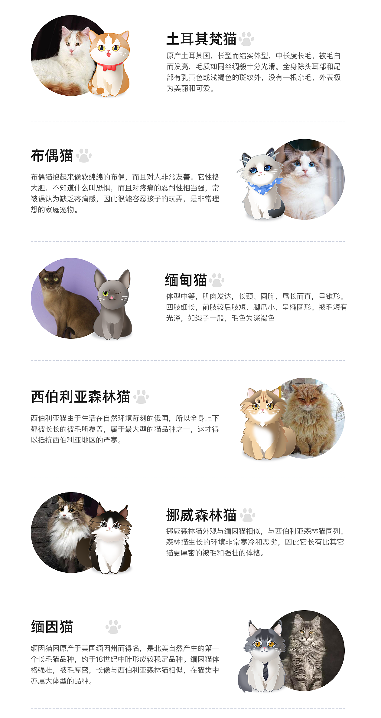 猫猫卡通形象设计