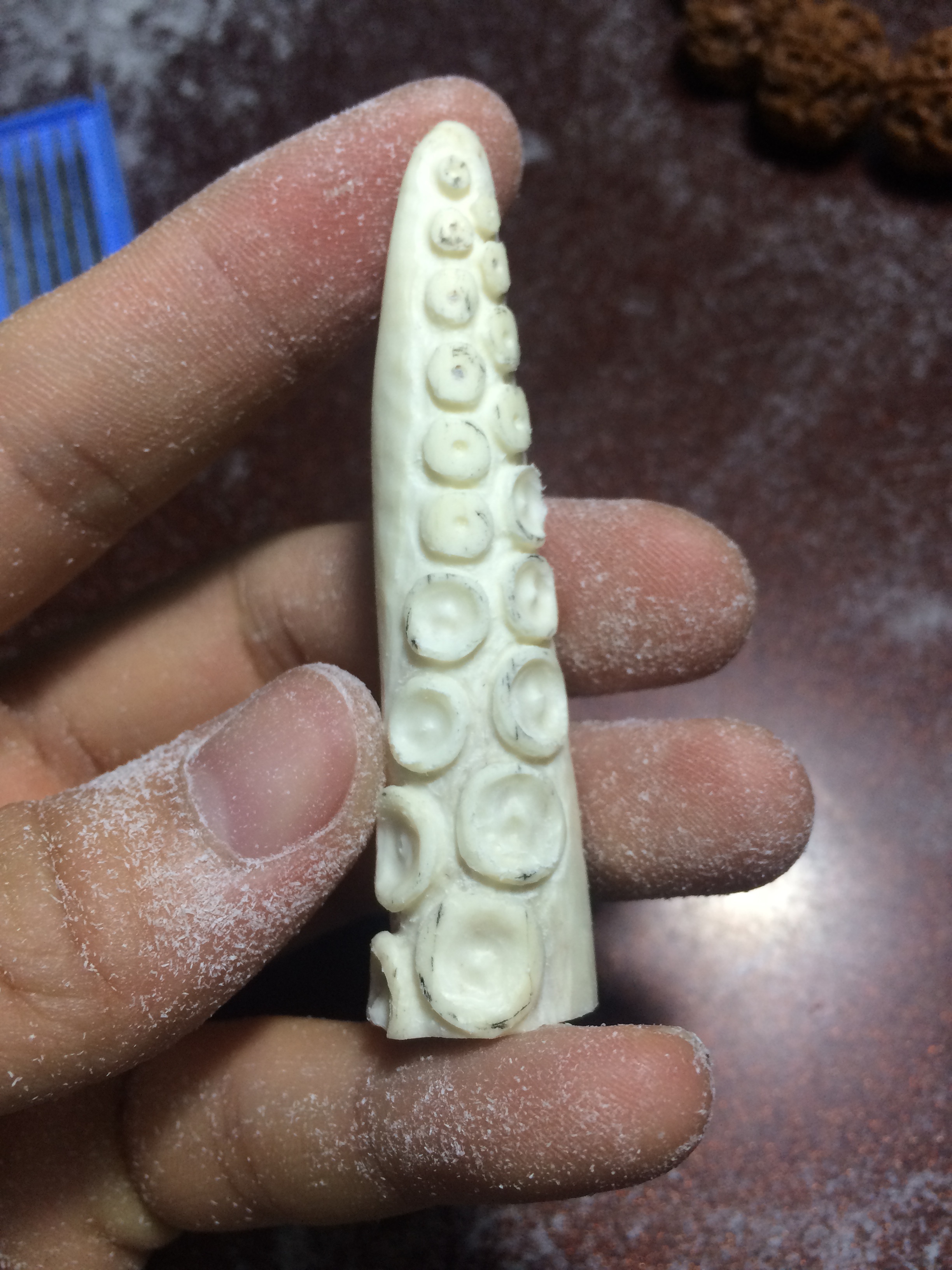 《八尾》鹿角雕刻之八尾章鱼脚吸盘乌贼