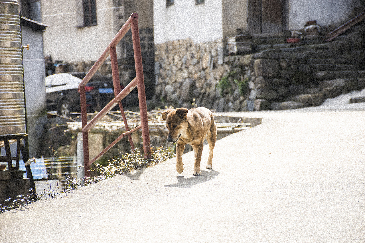田间楚楚泛金光（图ZMTUxMDg3NDYw） - 风光摄影 - 站酷设计师M_巧克力派原创素材 - 站酷ZCOOL