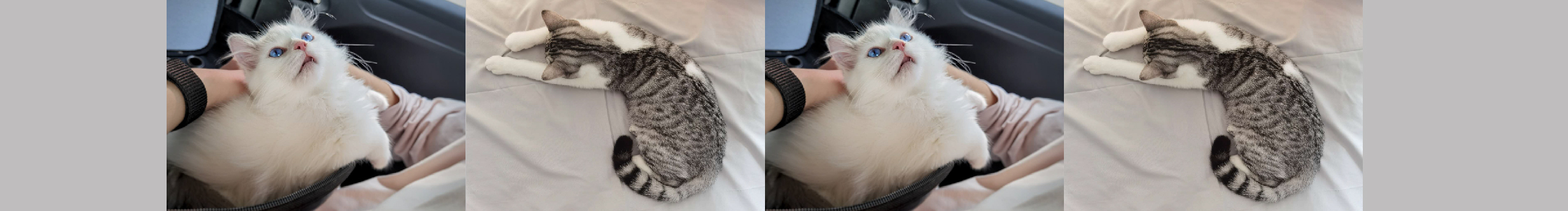 李龙成的个人主页（封面预览） - 主页封面设置 - 站酷设计师李龙成原创素材 - 站酷ZCOOL