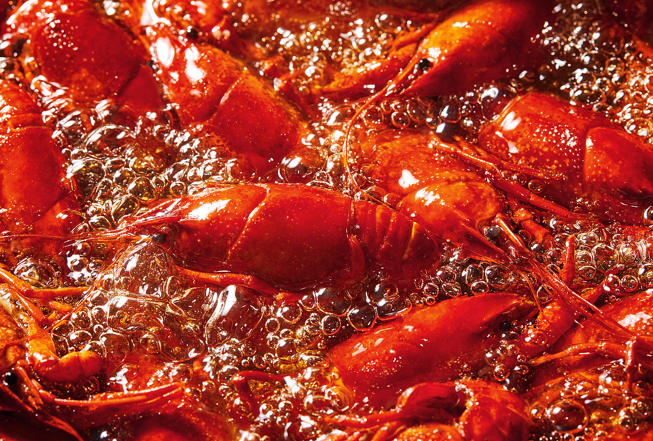 小龙虾摄影 | 健美小龙虾70 予你