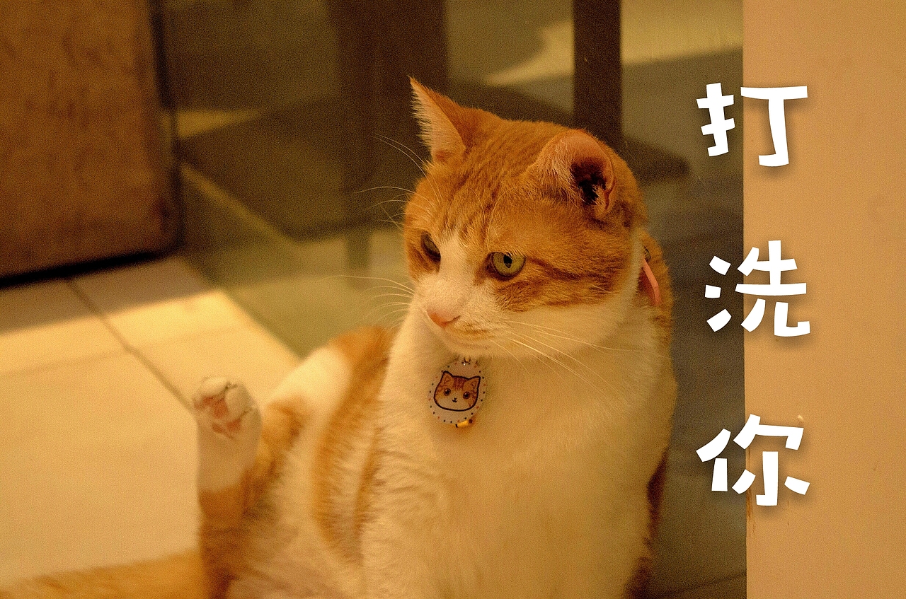 拍了一组萌宠表情包哈哈