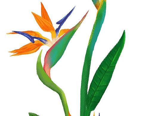 植物插画练习