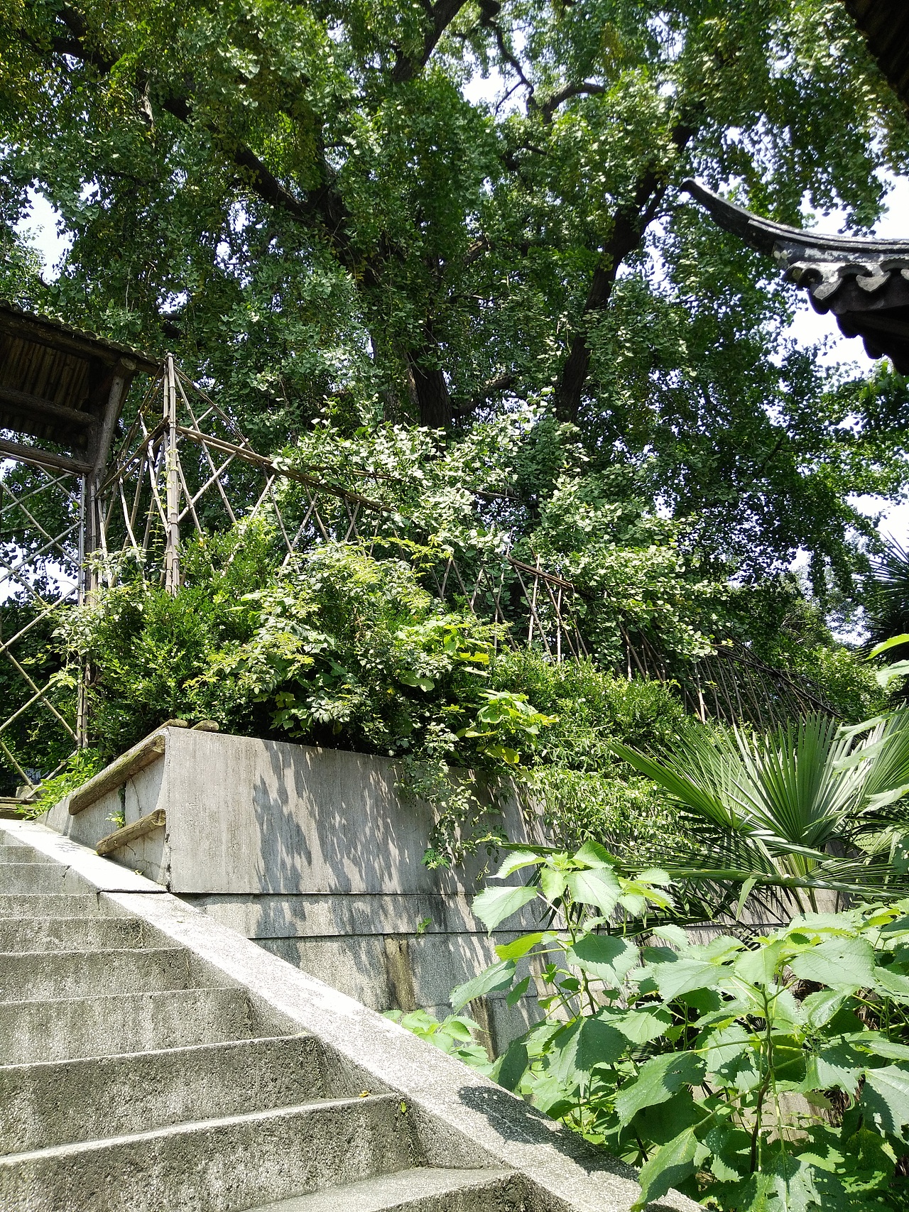 长泰禅寺里的500多岁的大银杏树妈妈