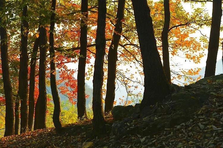 家乡的秋天（图ZMTMwODc2NzY4） - 风光摄影 - 站酷设计师雁过无恒原创素材 - 站酷ZCOOL