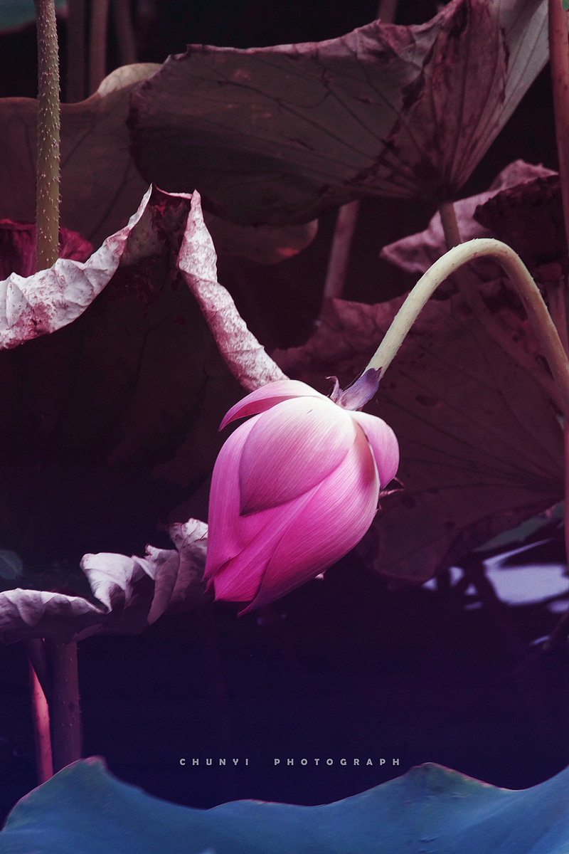 【2020年 / 第12年拍荷 / 荷有四季，常乐我净】（图ZMjk4MzUyNjQ4） - 时尚/艺术摄影 - 站酷设计师Chunyi纯一原创素材 - 站酷ZCOOL