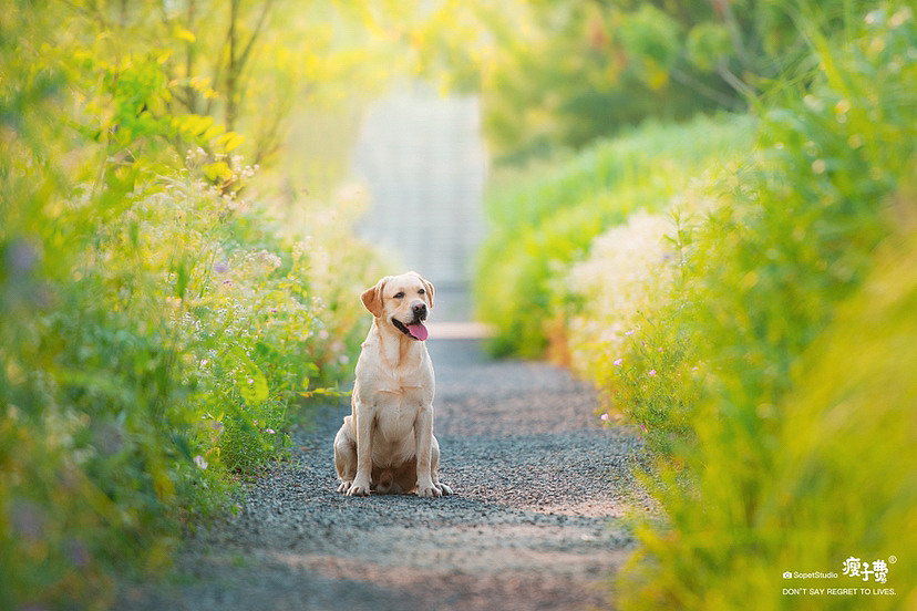 维尼的秋日计划（图ZMzE2NjA2NTIw） - 宠物摄影 - 站酷设计师瘦子费原创素材 - 站酷ZCOOL