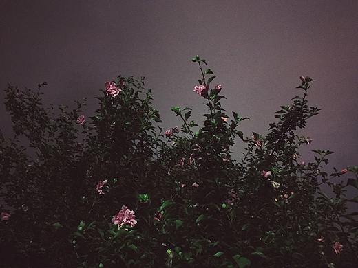 花花