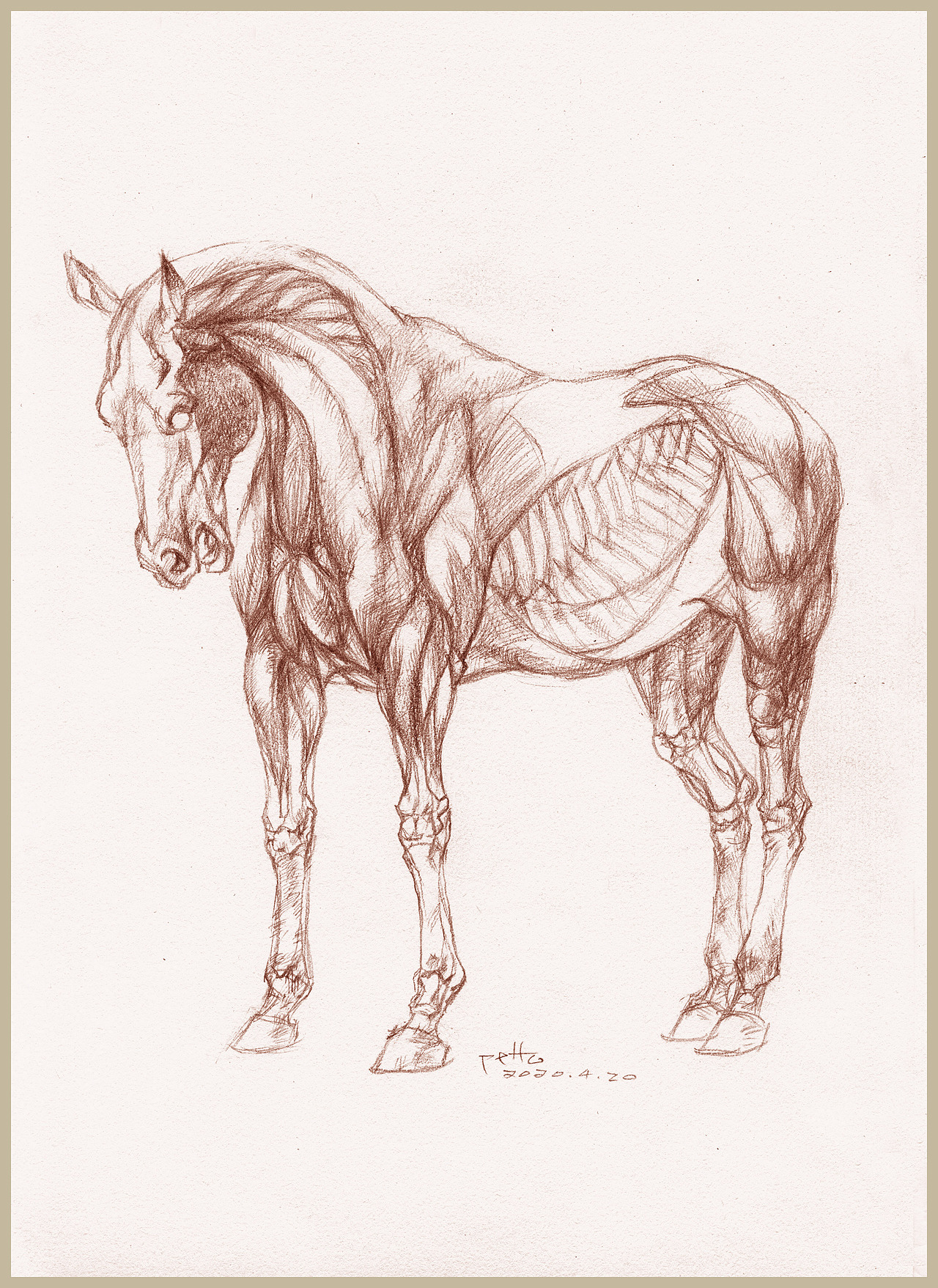 马的骨骼肌肉练习