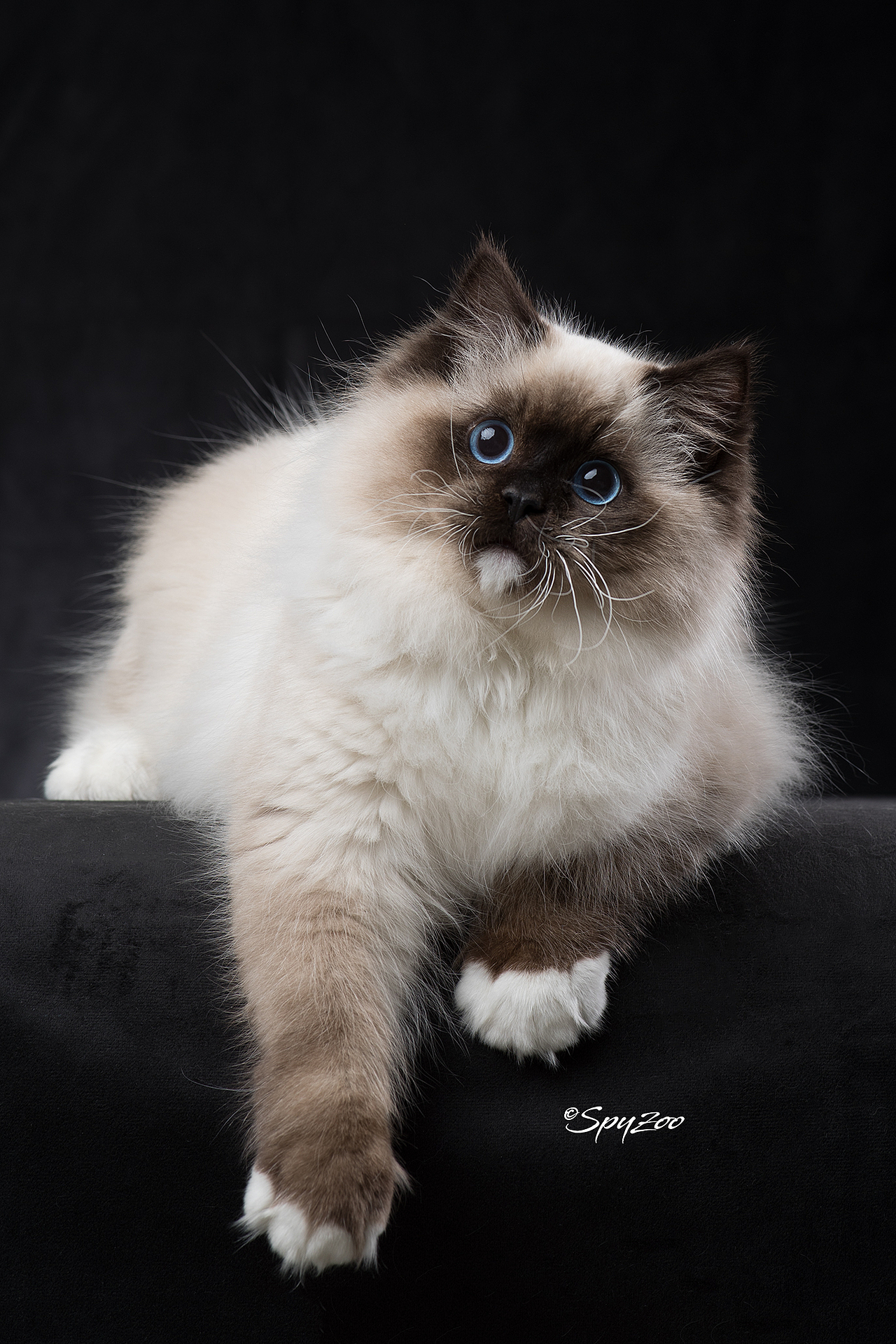 布偶猫