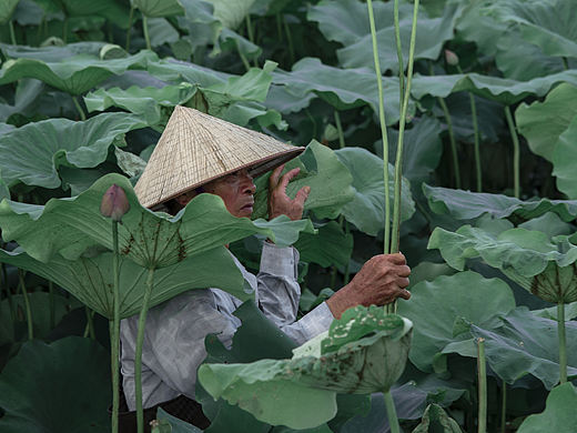 采 荷