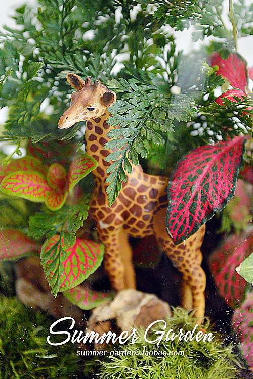 绿植手作之长颈鹿扎拉法--《夏末花园成长日记27》