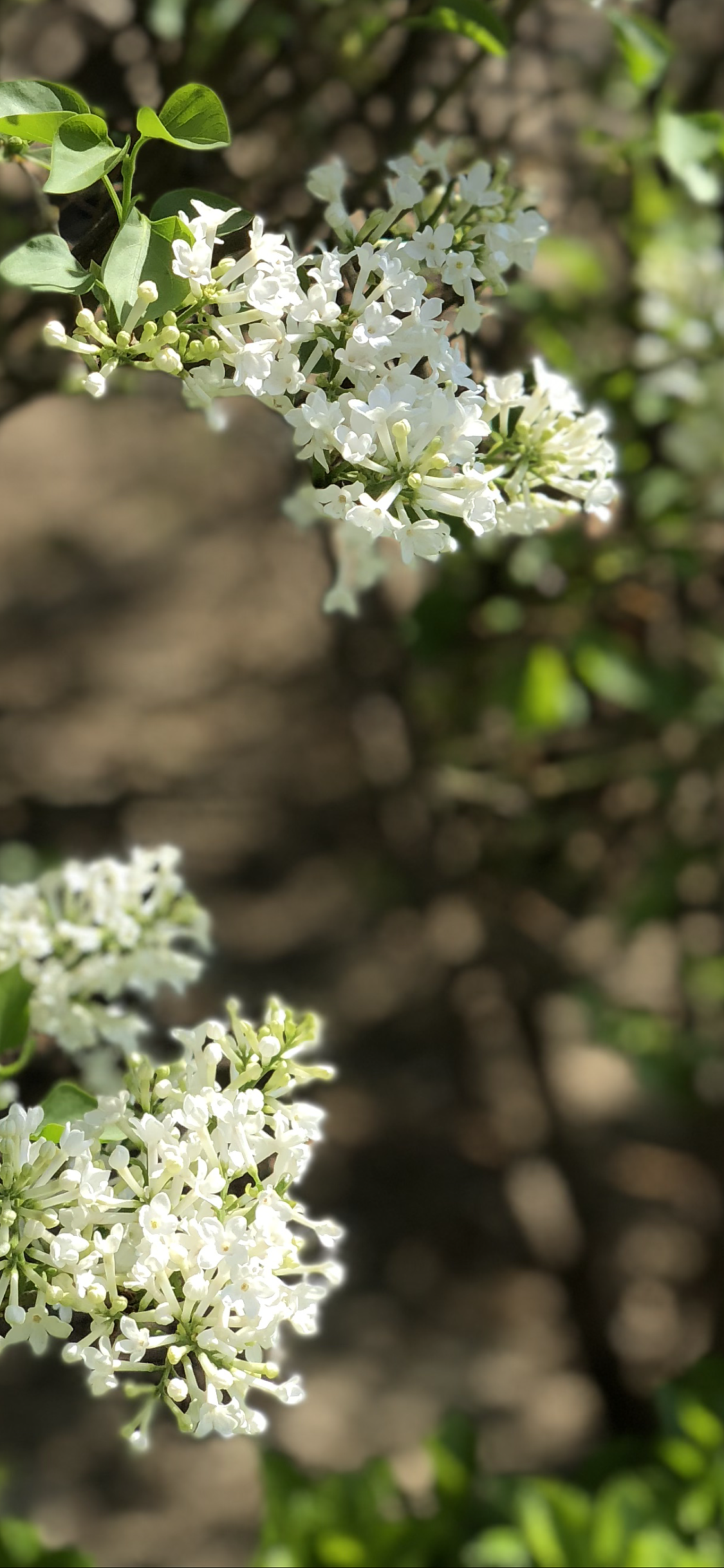 最近拍的春天（图ZMTExMjE0Nzgw） - 风光摄影 - 站酷设计师胡三刀原创素材 - 站酷ZCOOL