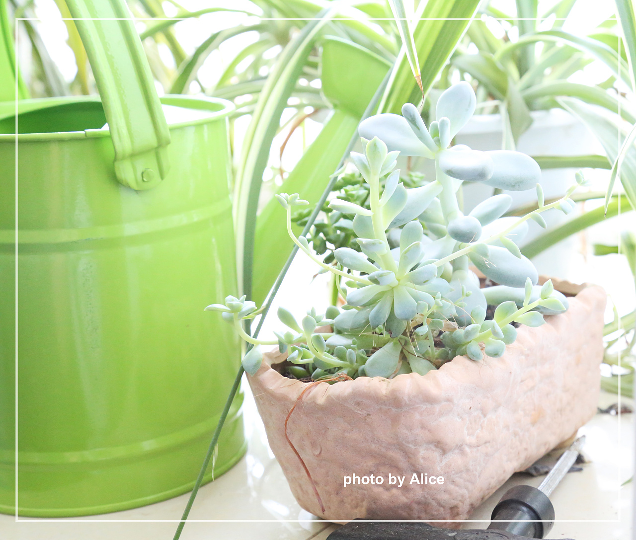 静物拍摄 多肉植物|摄影|产品摄影|alicede梦 - 原创作品 - 站酷