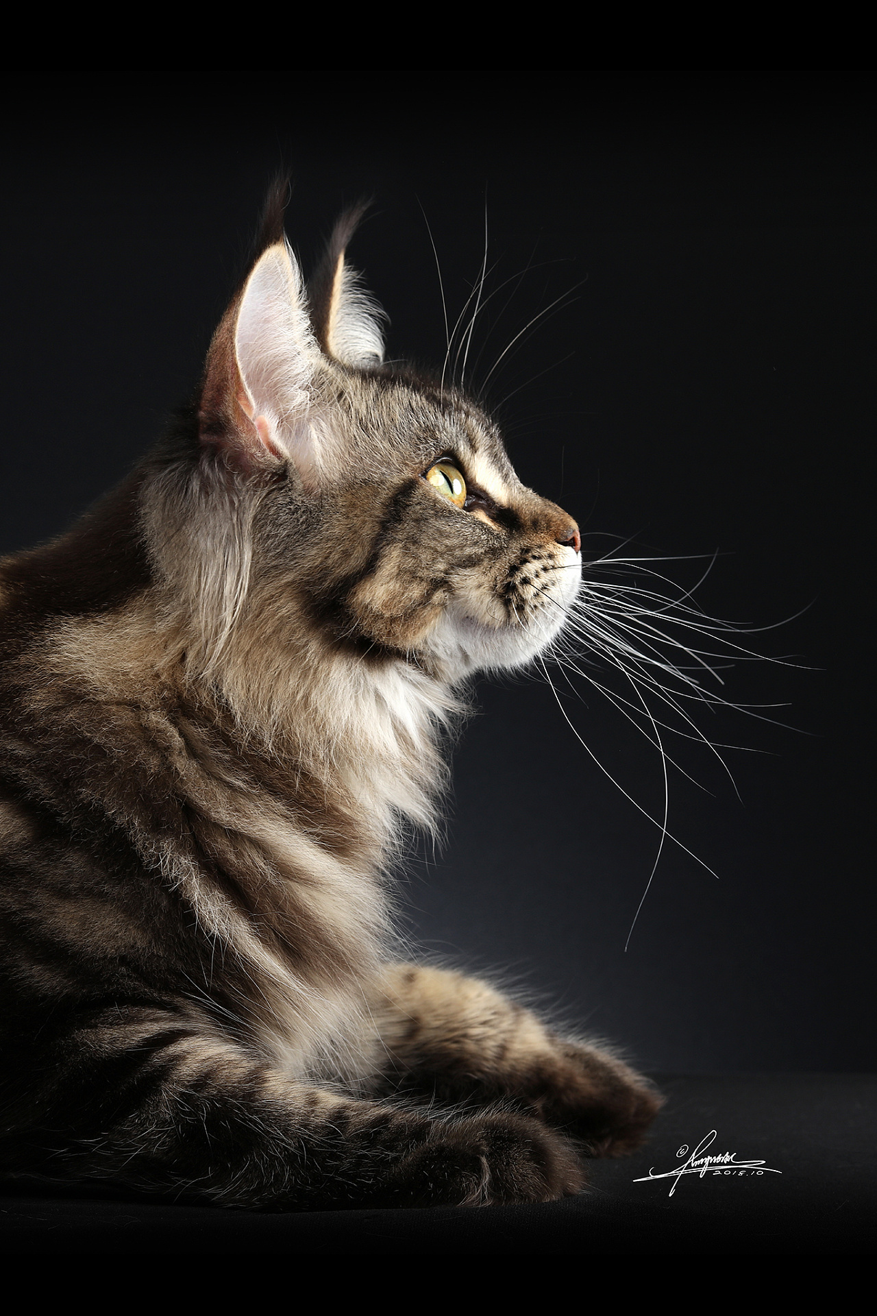 一只缅因猫的日常|摄影|宠物摄影|MikiHana_原创作品-站酷ZCOOL