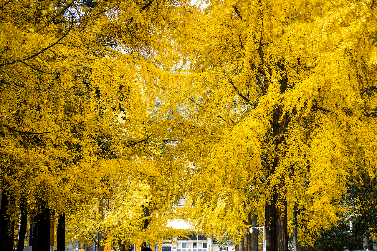 成都的银杏季（图ZMTM3OTIxMTQ4） - 人文/纪实摄影 - 站酷设计师迪克高原创素材 - 站酷ZCOOL