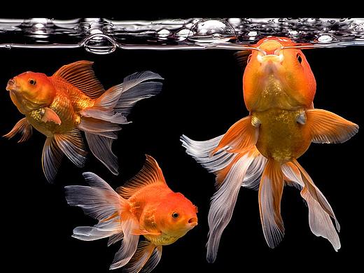 魚糧詳情頁（個人主頁-ZNTcyMTM2MTI=） - 電商 - 站酷設(shè)計師ZWH花兒原創(chuàng)素材 - 站酷ZCOOL