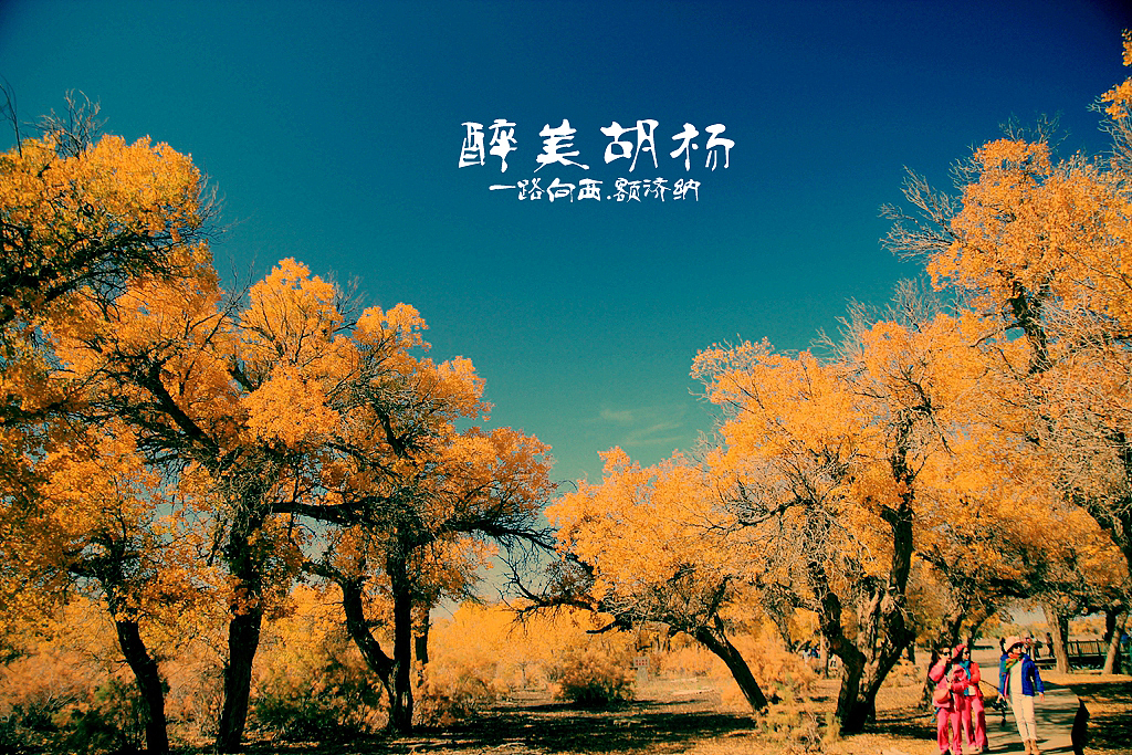 一路向西终极篇--额济纳胡杨林