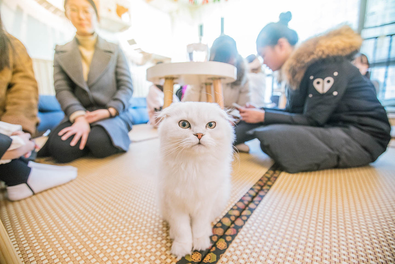 猫咖（图ZNjkyODQ2Mjg=） - 宠物摄影 - 站酷设计师xubin1123原创素材 - 站酷ZCOOL