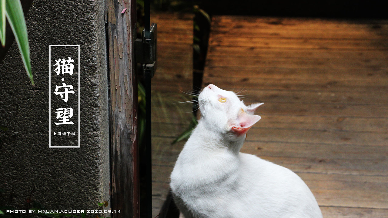 猫的守望