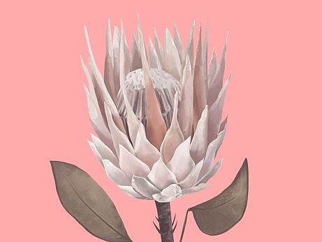 花草系列